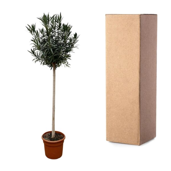 Nerium Oleander op stam met witte bloem en pot Ø40cm. Plante verte type Nerium Oleander op stam met witte bloem, livrée en pot, idéale pour intérieur lumineux. – Image 3