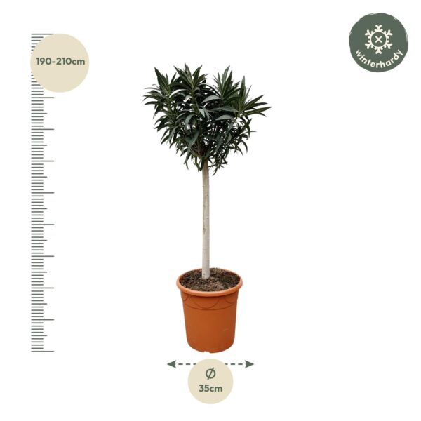 Nerium Oleander op stam met roze bloem en pot Ø35cm. Plante verte type Nerium Oleander op stam met roze bloem, livrée en pot, idéale pour intérieur lumineux. – Image 2