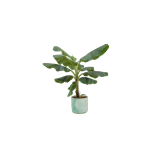 Combi deal en pot Ø22cm. Plante verte type Combi deal, livrée en pot, idéale pour intérieur lumineux.