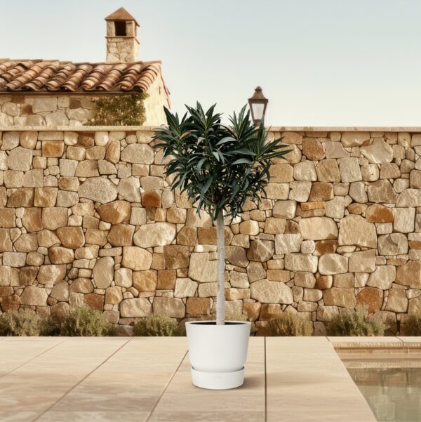 Nerium Oleander op stam met roze bloem en pot Ø35cm. Plante verte type Nerium Oleander op stam met roze bloem, livrée en pot, idéale pour intérieur lumineux. – Image 4