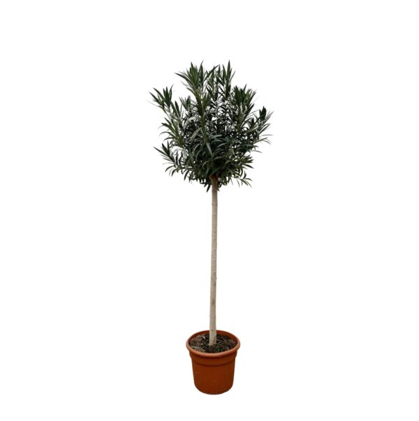 Nerium Oleander op stam met roze bloem en pot Ø40cm. Plante verte type Nerium Oleander op stam met roze bloem, livrée en pot, idéale pour intérieur lumineux.