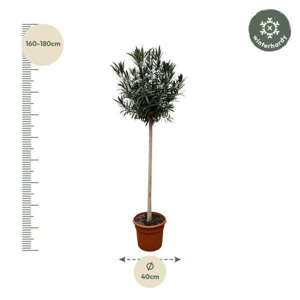 Nerium Oleander op stam met roze bloem en pot Ø40cm. Plante verte type Nerium Oleander op stam met roze bloem, livrée en pot, idéale pour intérieur lumineux. – Image 2
