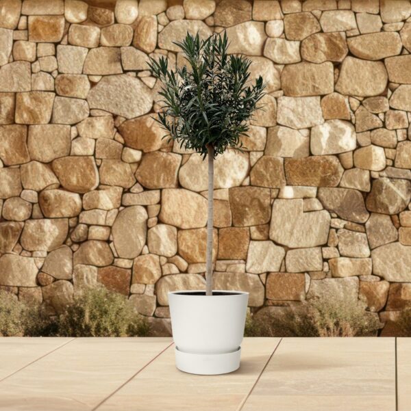 Nerium Oleander op stam met roze bloem en pot Ø40cm. Plante verte type Nerium Oleander op stam met roze bloem, livrée en pot, idéale pour intérieur lumineux. – Image 4