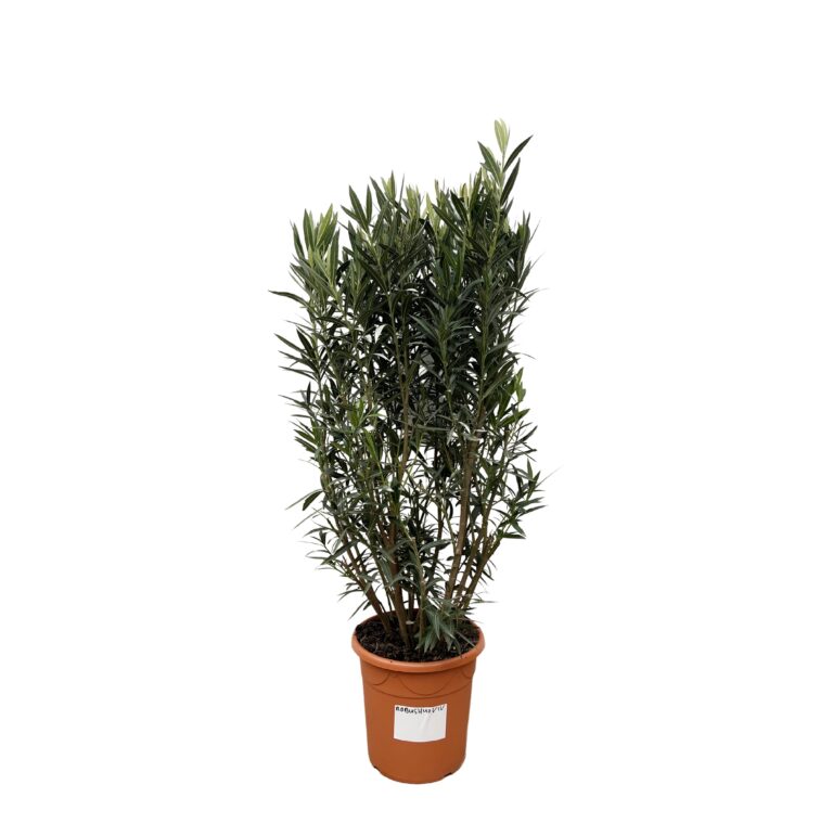 Nerium Oleander struik en pot Ø40cm. Plante verte type Nerium Oleander struik, livrée en pot, idéale pour intérieur lumineux.