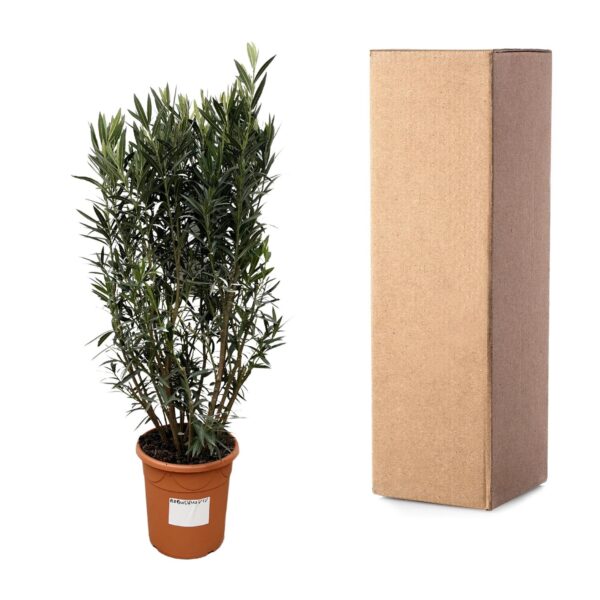 Nerium Oleander struik en pot Ø40cm. Plante verte type Nerium Oleander struik, livrée en pot, idéale pour intérieur lumineux. – Image 3