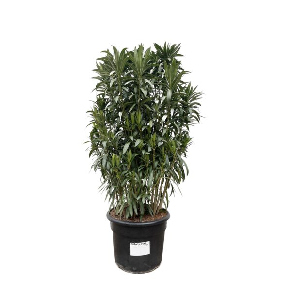 Nerium Oleander struik en pot Ø55cm. Plante verte type Nerium Oleander struik, livrée en pot, idéale pour intérieur lumineux.