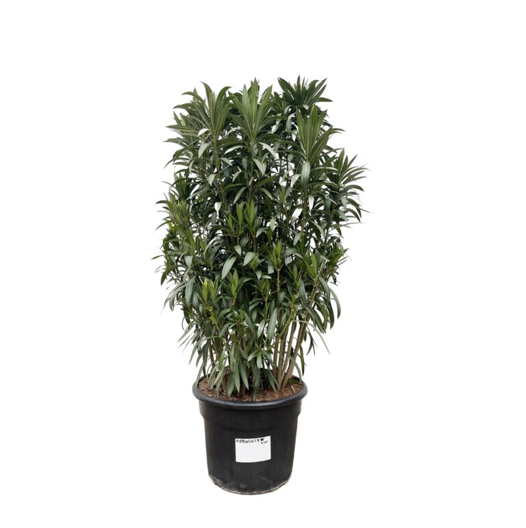 Nerium Oleander struik en pot Ø55cm. Plante verte type Nerium Oleander struik, livrée en pot, idéale pour intérieur lumineux.