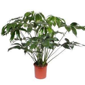 Philodendron Green Wonder en pot Ø34cm. Plante verte type Philodendron Green Wonder, livrée en pot, idéale pour intérieur lumineux.