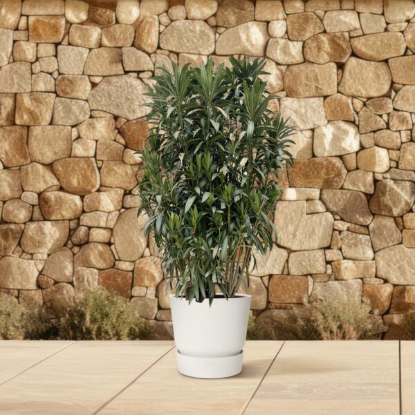 Nerium Oleander struik en pot Ø55cm. Plante verte type Nerium Oleander struik, livrée en pot, idéale pour intérieur lumineux. – Image 4