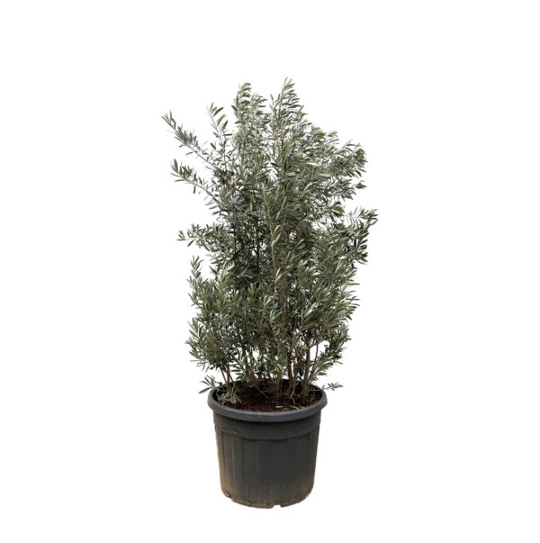Olea Europaea struik en pot Ø70cm. Plante verte type Olea Europaea struik, livrée en pot, idéale pour intérieur lumineux.