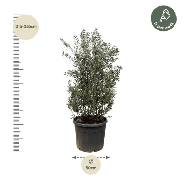 Olea Europaea struik en pot Ø70cm. Plante verte type Olea Europaea struik, livrée en pot, idéale pour intérieur lumineux. – Image 2