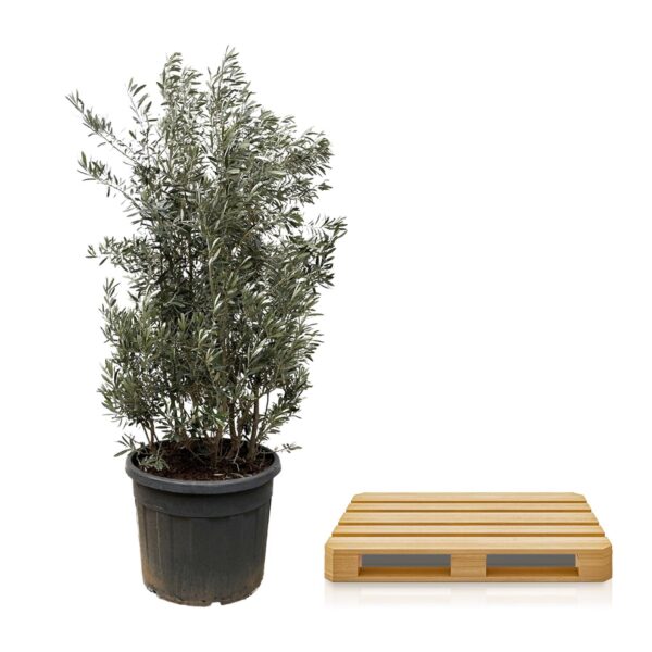 Olea Europaea struik en pot Ø70cm. Plante verte type Olea Europaea struik, livrée en pot, idéale pour intérieur lumineux. – Image 3