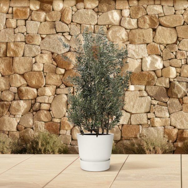 Olea Europaea struik en pot Ø70cm. Plante verte type Olea Europaea struik, livrée en pot, idéale pour intérieur lumineux. – Image 4