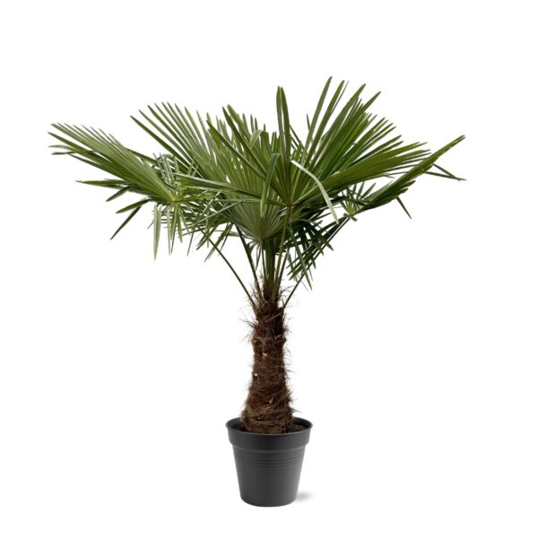 Trachycarpus Fortuneii en pot Ø45cm. Plante verte type Trachycarpus Fortuneii, livrée en pot, idéale pour intérieur lumineux.