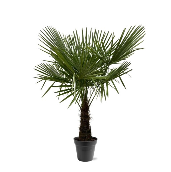 Trachycarpus Fortuneii en pot Ø30cm. Plante verte type Trachycarpus Fortuneii, livrée en pot, idéale pour intérieur lumineux.