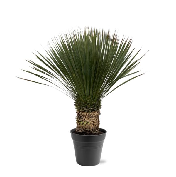 Yucca Rostrata en pot Ø38cm. Plante verte type Yucca Rostrata, livrée en pot, idéale pour intérieur lumineux.