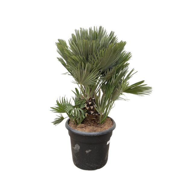 Chamaerops Humilis compact en pot Ø45cm. Plante verte type Chamaerops Humilis compact, livrée en pot, idéale pour intérieur lumineux.