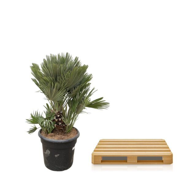 Chamaerops Humilis compact en pot Ø45cm. Plante verte type Chamaerops Humilis compact, livrée en pot, idéale pour intérieur lumineux. – Image 3