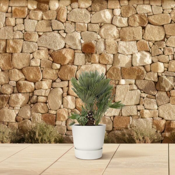 Chamaerops Humilis compact en pot Ø45cm. Plante verte type Chamaerops Humilis compact, livrée en pot, idéale pour intérieur lumineux. – Image 4