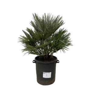 Chamaerops Vulcano en pot Ø40cm. Plante verte type Chamaerops Vulcano, livrée en pot, idéale pour intérieur lumineux.