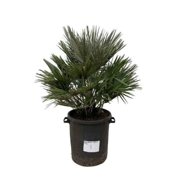 Chamaerops Vulcano en pot Ø40cm. Plante verte type Chamaerops Vulcano, livrée en pot, idéale pour intérieur lumineux.