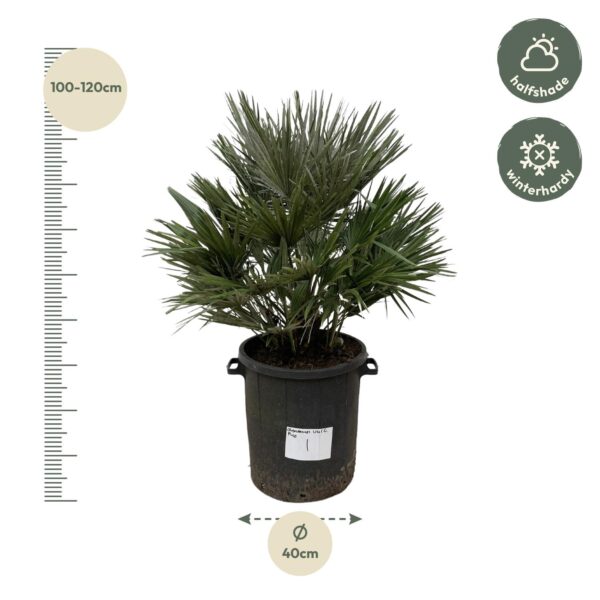 Chamaerops Vulcano en pot Ø40cm. Plante verte type Chamaerops Vulcano, livrée en pot, idéale pour intérieur lumineux. – Image 2