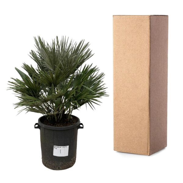 Chamaerops Vulcano en pot Ø40cm. Plante verte type Chamaerops Vulcano, livrée en pot, idéale pour intérieur lumineux. – Image 3
