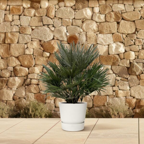 Chamaerops Vulcano en pot Ø40cm. Plante verte type Chamaerops Vulcano, livrée en pot, idéale pour intérieur lumineux. – Image 4