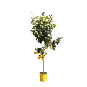 Citroenboom en pot Ø24cm. Plante verte type Citroenboom, livrée en pot, idéale pour intérieur lumineux.