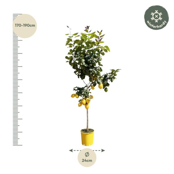 Citroenboom en pot Ø24cm. Plante verte type Citroenboom, livrée en pot, idéale pour intérieur lumineux. – Image 2