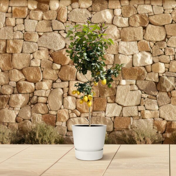 Citroenboom en pot Ø24cm. Plante verte type Citroenboom, livrée en pot, idéale pour intérieur lumineux. – Image 4