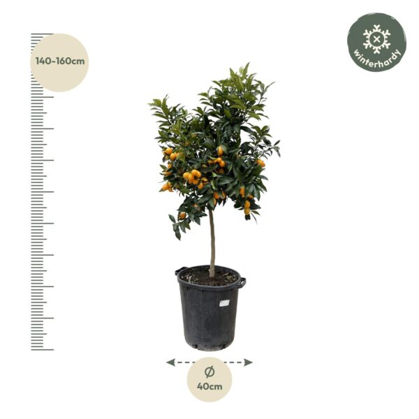 Citrus Kumquat en pot Ø40cm. Plante verte type Citrus Kumquat, livrée en pot, idéale pour intérieur lumineux. – Image 2