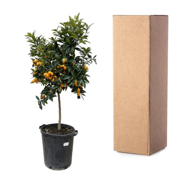 Citrus Kumquat en pot Ø40cm. Plante verte type Citrus Kumquat, livrée en pot, idéale pour intérieur lumineux. – Image 3