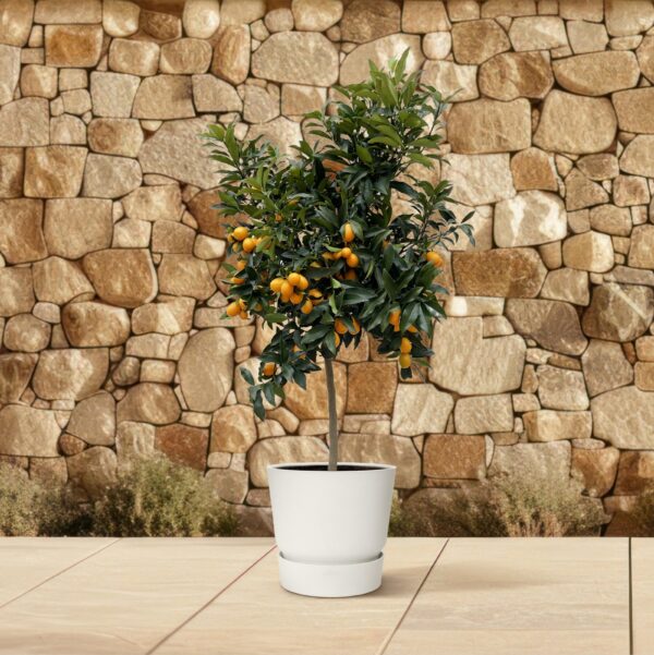 Citrus Kumquat en pot Ø40cm. Plante verte type Citrus Kumquat, livrée en pot, idéale pour intérieur lumineux. – Image 4