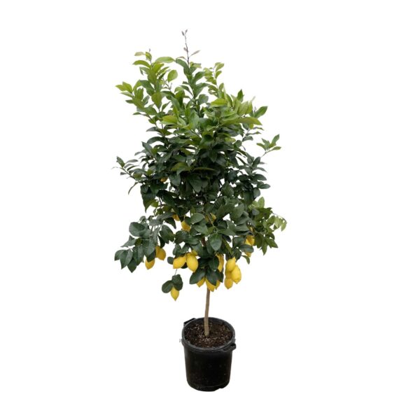 Citrus Lemon en pot Ø40cm. Plante verte type Citrus Lemon, livrée en pot, idéale pour intérieur lumineux. – Image 2
