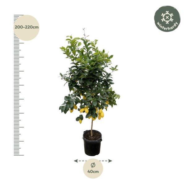 Citrus Lemon en pot Ø40cm. Plante verte type Citrus Lemon, livrée en pot, idéale pour intérieur lumineux. – Image 3