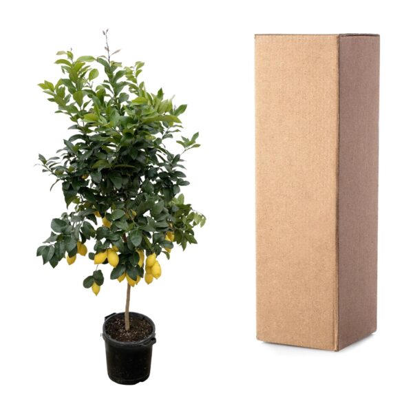 Citrus Lemon en pot Ø40cm. Plante verte type Citrus Lemon, livrée en pot, idéale pour intérieur lumineux. – Image 4