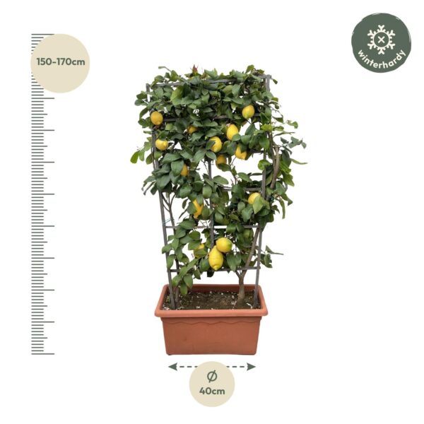 Citrus Lemon op rek en pot Ø60cm. Plante verte type Citrus Lemon op rek, livrée en pot, idéale pour intérieur lumineux. – Image 2