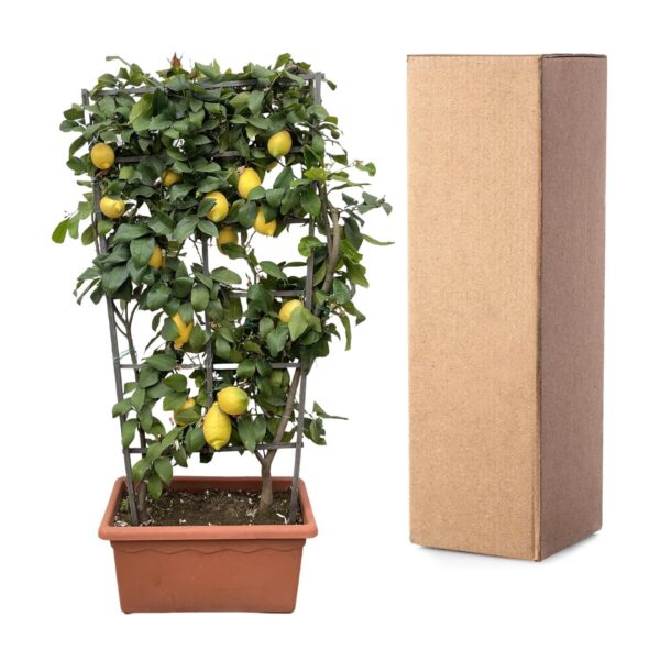 Citrus Lemon op rek en pot Ø60cm. Plante verte type Citrus Lemon op rek, livrée en pot, idéale pour intérieur lumineux. – Image 3