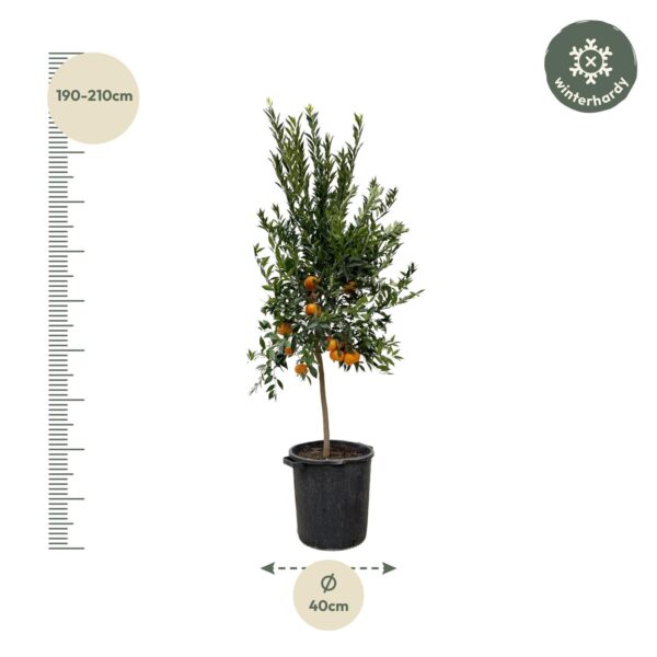 Citrus Mandarino en pot Ø40cm. Plante verte type Citrus Mandarino, livrée en pot, idéale pour intérieur lumineux. – Image 2