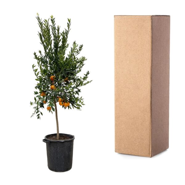 Citrus Mandarino en pot Ø40cm. Plante verte type Citrus Mandarino, livrée en pot, idéale pour intérieur lumineux. – Image 3