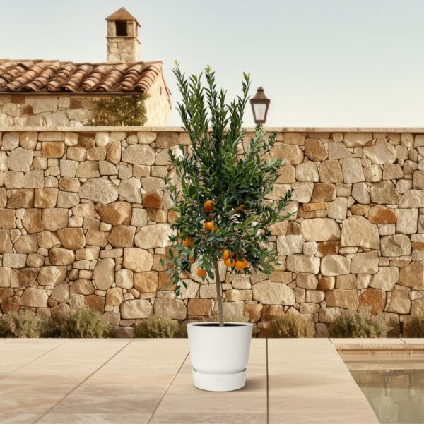Citrus Mandarino en pot Ø40cm. Plante verte type Citrus Mandarino, livrée en pot, idéale pour intérieur lumineux. – Image 4