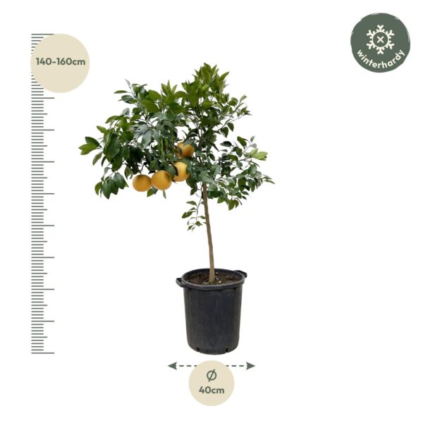 Citrus Pompelmo en pot Ø40cm. Plante verte type Citrus Pompelmo, livrée en pot, idéale pour intérieur lumineux. – Image 2