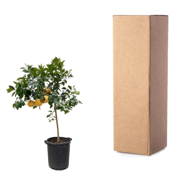 Citrus Pompelmo en pot Ø40cm. Plante verte type Citrus Pompelmo, livrée en pot, idéale pour intérieur lumineux. – Image 3