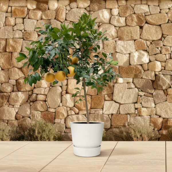 Citrus Pompelmo en pot Ø40cm. Plante verte type Citrus Pompelmo, livrée en pot, idéale pour intérieur lumineux. – Image 4