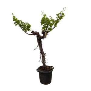 Druivenboom (Vitis Vinifera) stam vertakt en pot Ø55cm. Plante verte type Druivenboom (Vitis Vinifera) stam vertakt, livrée en pot, idéale pour intérieur lumineux.