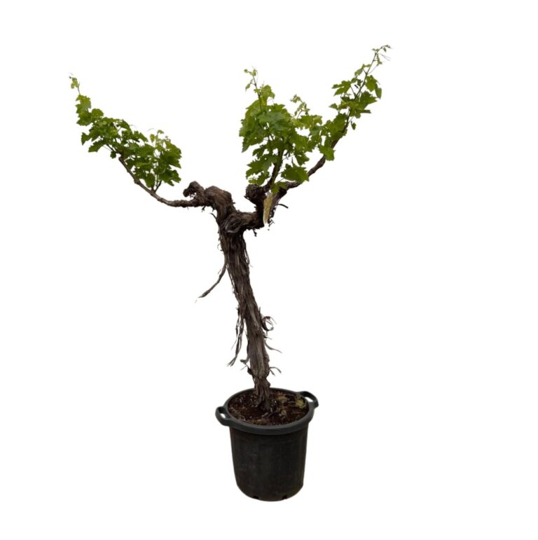 Druivenboom (Vitis Vinifera) stam vertakt en pot Ø55cm. Plante verte type Druivenboom (Vitis Vinifera) stam vertakt, livrée en pot, idéale pour intérieur lumineux.
