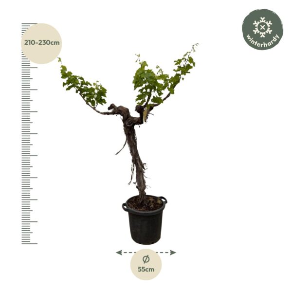 Druivenboom (Vitis Vinifera) stam vertakt en pot Ø55cm. Plante verte type Druivenboom (Vitis Vinifera) stam vertakt, livrée en pot, idéale pour intérieur lumineux. – Image 2