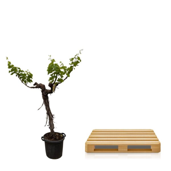 Druivenboom (Vitis Vinifera) stam vertakt en pot Ø55cm. Plante verte type Druivenboom (Vitis Vinifera) stam vertakt, livrée en pot, idéale pour intérieur lumineux. – Image 3