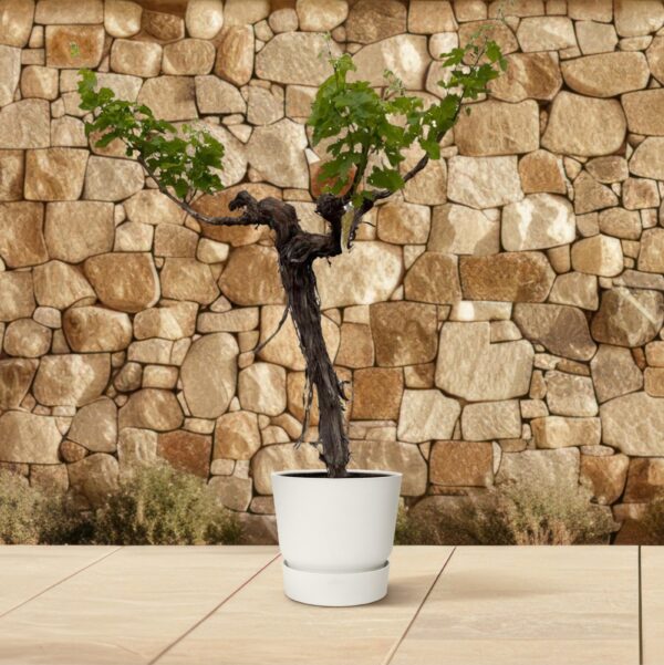 Druivenboom (Vitis Vinifera) stam vertakt en pot Ø55cm. Plante verte type Druivenboom (Vitis Vinifera) stam vertakt, livrée en pot, idéale pour intérieur lumineux. – Image 4